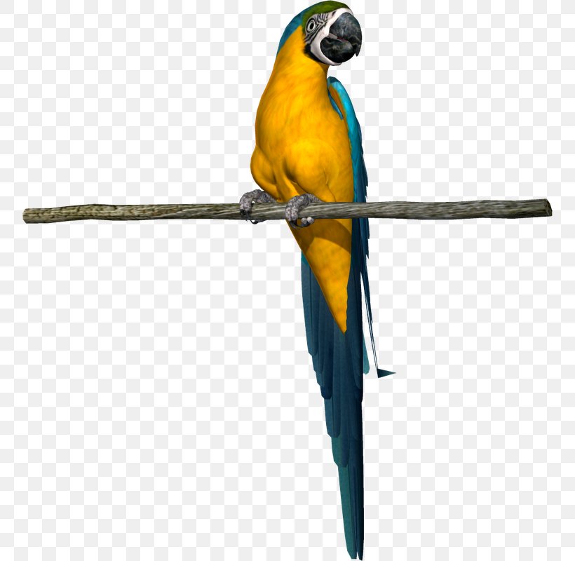 Parrot Bird Parakeet Macaw Beak, PNG, 756x800px, Parrot, Animal, Beak, Bird, Common Pet Parakeet Download Free