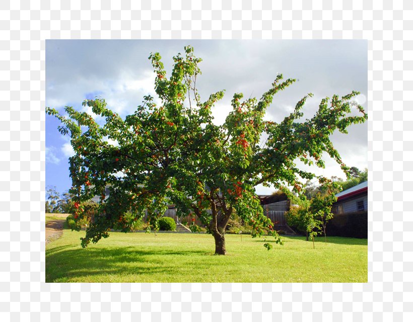 Prunus Mandshurica Apricot Kernel Fruit Tree, PNG, 640x640px, Prunus Mandshurica, Apricot, Apricot Kernel, Branch, Evergreen Download Free