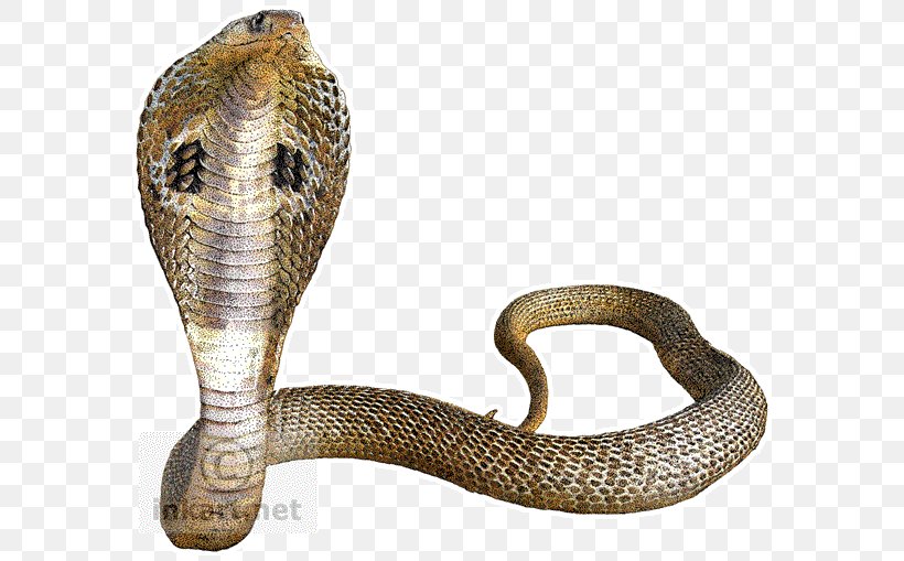 Snake Indian Cobra King Cobra, PNG, 590x509px, Snake, Big Four, Boa Constrictor, Boas, Cobra Download Free