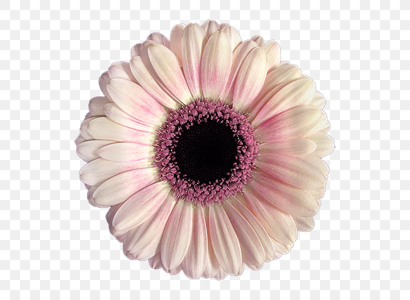 Transvaal Daisy Schreurs Yellow Red Cut Flowers, PNG, 600x600px, Transvaal Daisy, Color, Cream, Cut Flowers, Daisy Family Download Free