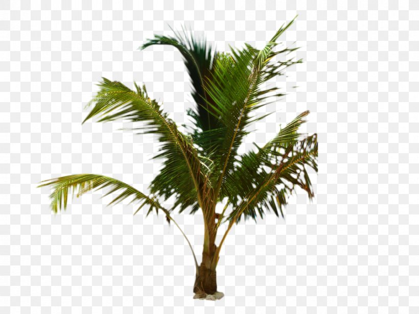 Palm Oil Tree, PNG, 899x675px, Asian Palmyra Palm, Arecales, Attalea, Attalea Speciosa, Babassu Download Free