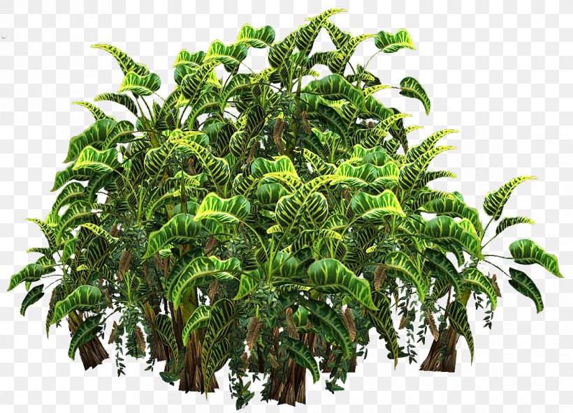 Plant Shrub Arecaceae Clip Art, PNG, 1168x844px, Plant, Areca Palm, Arecaceae, Flowerpot, Houseplant Download Free
