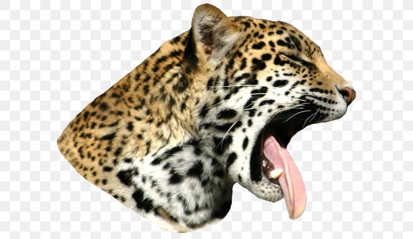 Snow Leopard Cheetah Whiskers Fur, PNG, 600x475px, Leopard, Animal, Big Cats, Carnivoran, Cat Like Mammal Download Free