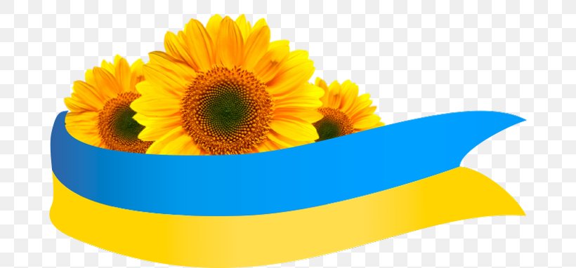 Common Sunflower Подсолнух Flag Of Ukraine, PNG, 680x382px, Common Sunflower, Calendula, Cut Flowers, Daisy Family, Flag Download Free