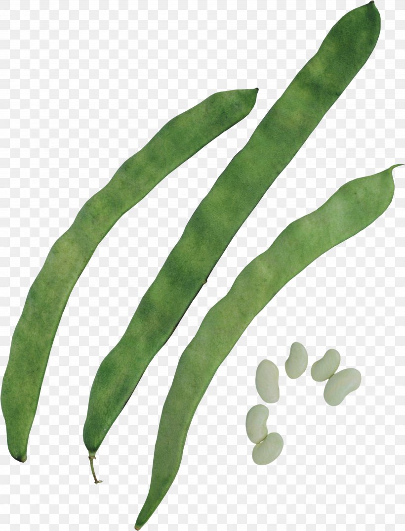 Green Bean Silique Common Bean Pea, PNG, 3593x4708px, Green Bean, Bag, Bean, Commodity, Common Bean Download Free