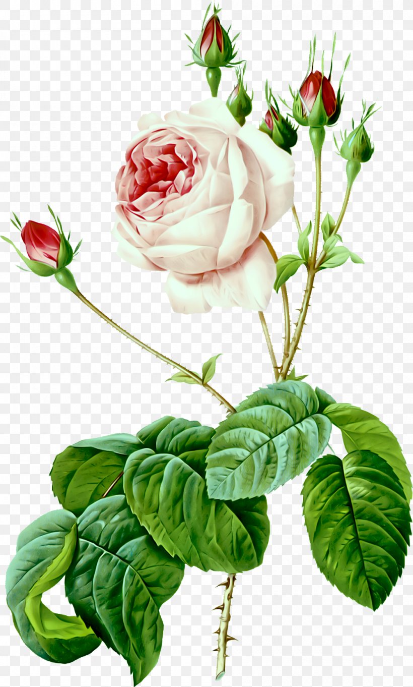 Les Roses Illustration Painting Moss Rose Art, PNG, 1000x1662px, Les Roses, Art, Botany, Cabbage Rose, Cut Flowers Download Free