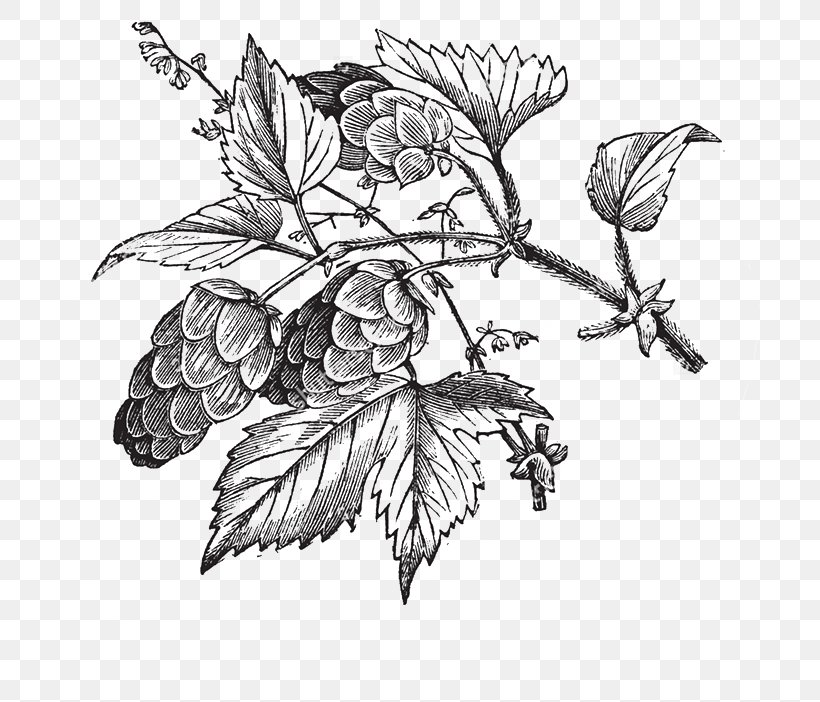 Common Hop Beer Hops, PNG, 705x702px, Common Hop, Art, Beer, Black And White, Botanical Illustration Download Free