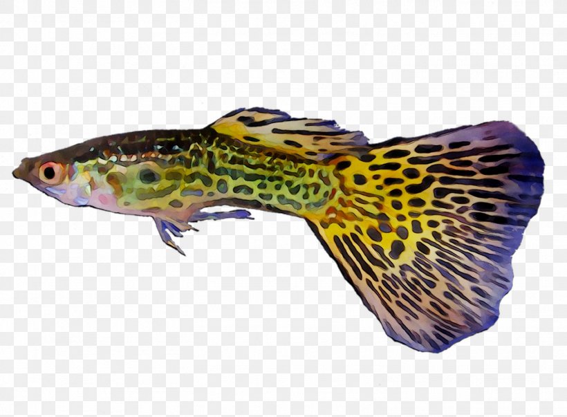 Fauna Purple Fish Terrestrial Animal, PNG, 1514x1114px, Fauna, Animal, Brown Trout, Fish, Green Pufferfish Download Free