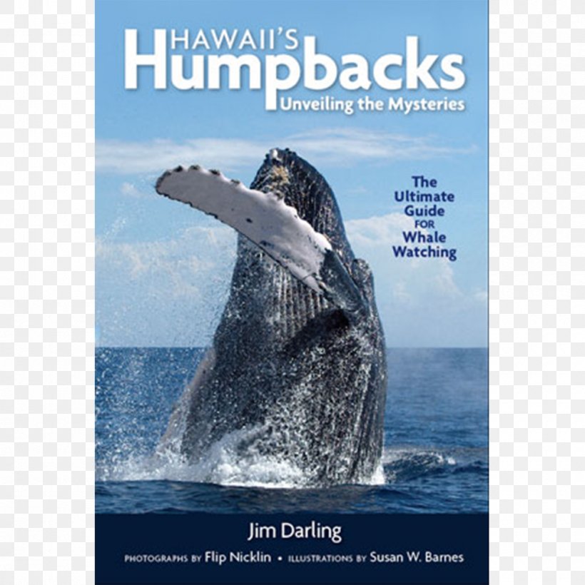 Gray Whale Hawaii's Humpbacks: Unveiling The Mysteries Hawaiian Islands Humpback Whale National Marine Sanctuary Maui Among Giants: A Life With Whales, PNG, 1000x1000px, Gray Whale, Advertising, Cetacea, Dolphin, Fauna Download Free