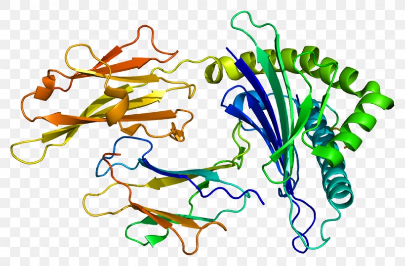HLA-G Human Leukocyte Antigen HLA-F HLA-B Major Histocompatibility Complex, PNG, 972x638px, Human Leukocyte Antigen, Antibody, Antigen, Area, Artwork Download Free