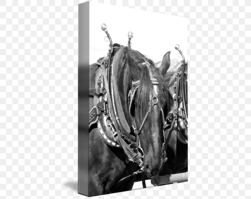 Horse Harnesses Stallion Mane Halter, PNG, 419x650px, Horse Harnesses, Black And White, Bridle, Halter, Harness Racing Download Free