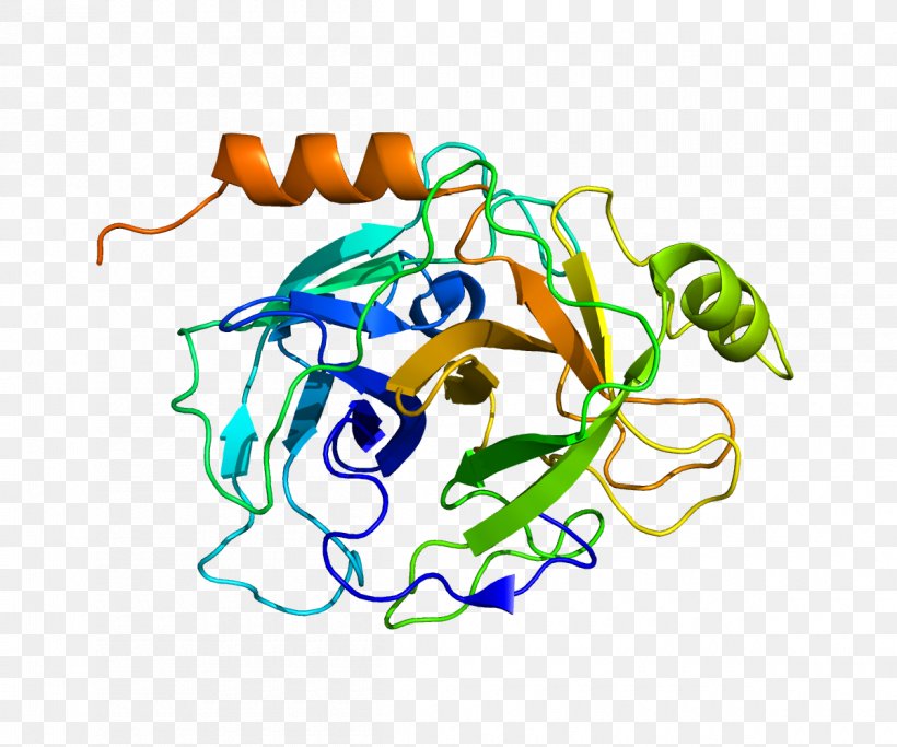 PRSS8 Serine Protease Protein Gene Human, PNG, 1200x1000px, Serine Protease, Area, Art, Artwork, Cell Download Free