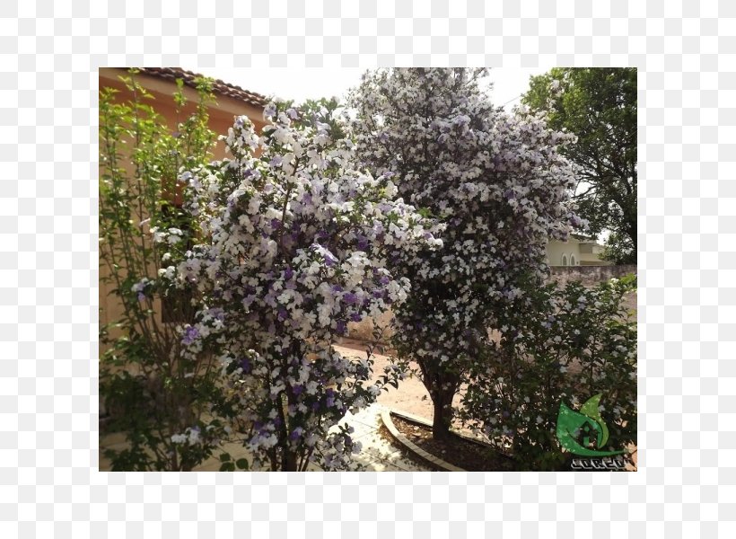 Rua Manacá Branch Shrubland Lilac, PNG, 600x600px, Branch, Beauty, Color, Domestic Worker, Flower Download Free