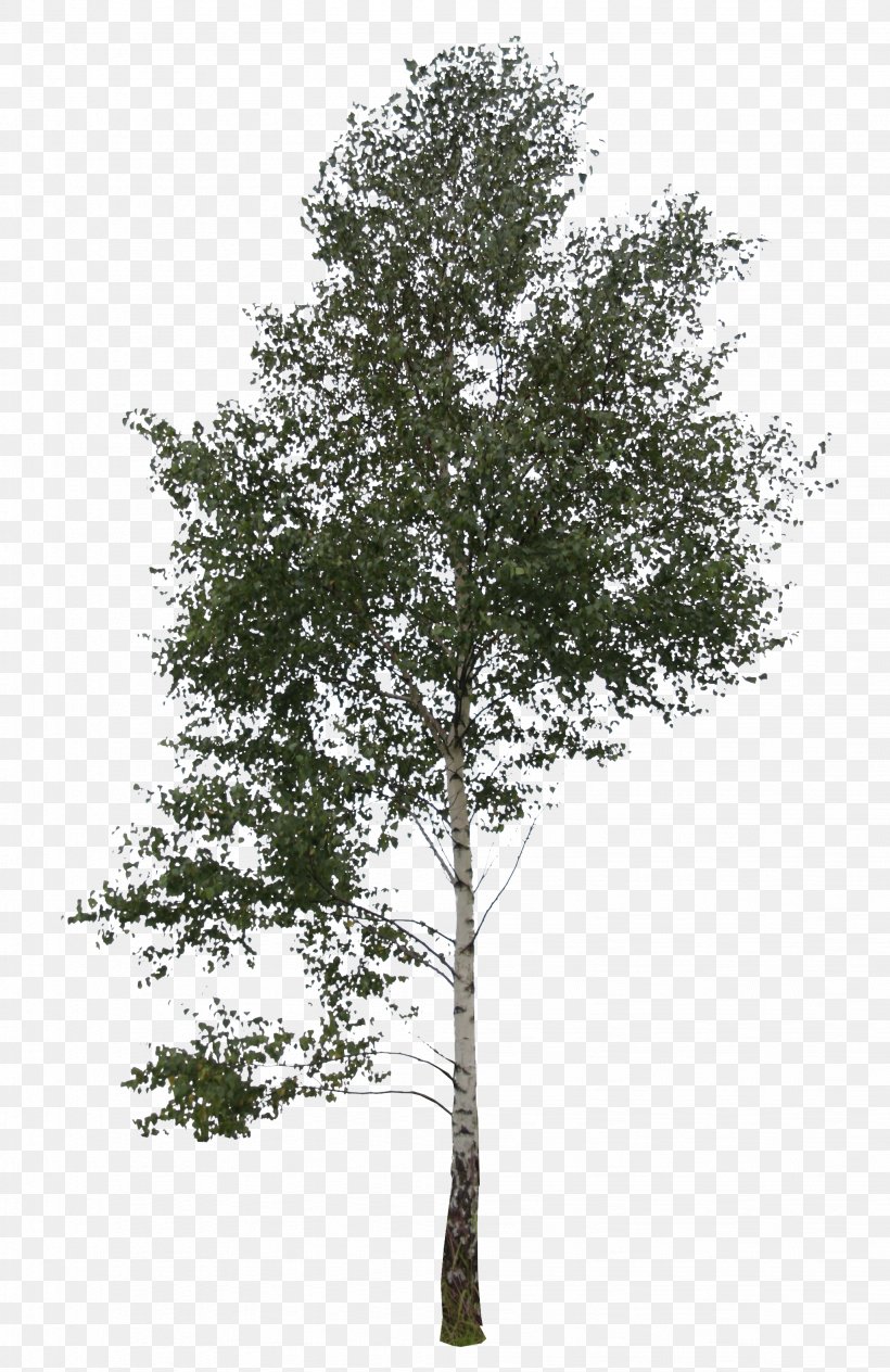 Trees And Leaves Cutleaf Weeping Birch Silver Birch Branch, PNG, 2054x3168px, Tree, Birch, Branch, Leaf, Oak Download Free