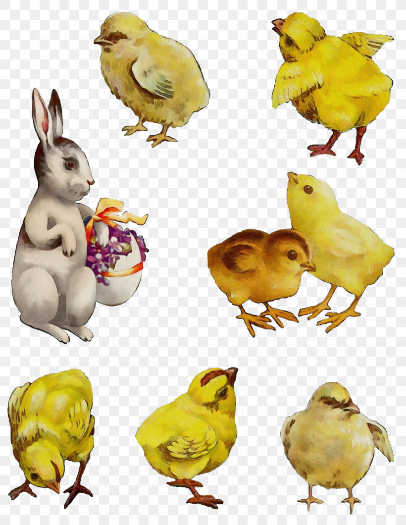Yellow Animal Figure Bird Atlantic Canary Chicken, PNG, 1237x1600px, Watercolor, Animal Figure, Atlantic Canary, Bird, Chicken Download Free