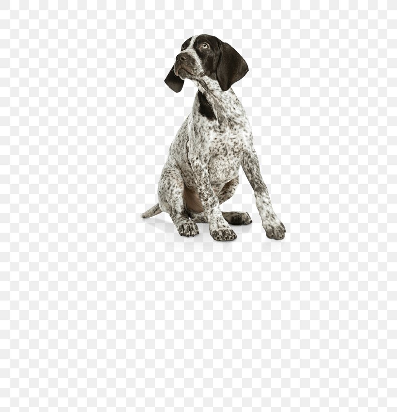 German Shorthaired Pointer German Wirehaired Pointer Labrador Retriever Puppy Dog Breed, PNG, 521x850px, German Shorthaired Pointer, Brac, Cesky Fousek, Dog, Dog Breed Download Free