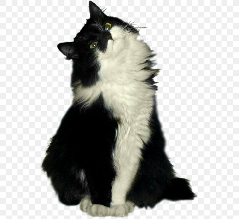 Whiskers Norwegian Forest Cat Pet Image, PNG, 549x752px, Whiskers, Asian Semilonghair, Black Cat, Blackandwhite, British Longhair Download Free