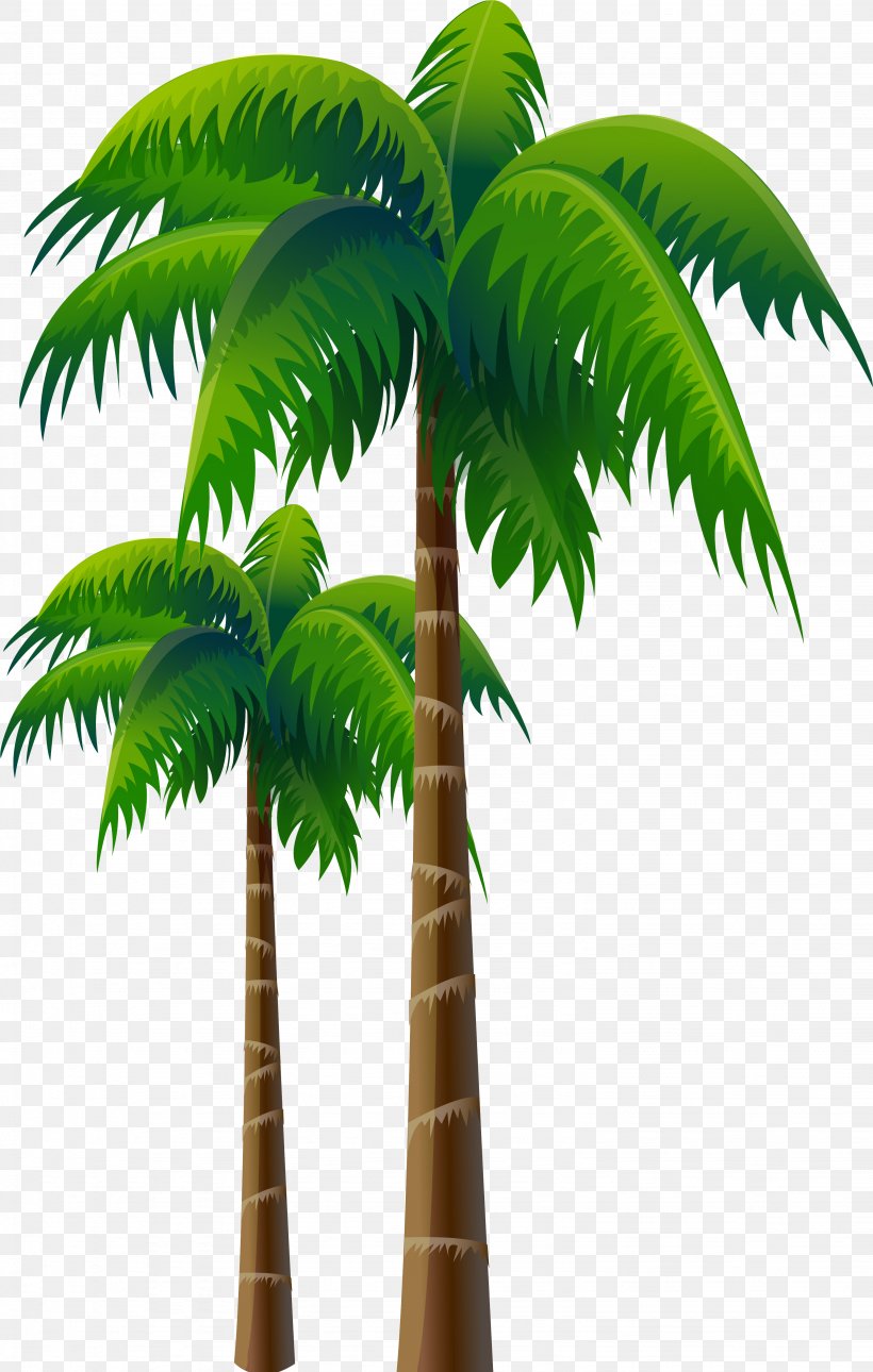 Arecaceae Coconut Tree Woody Plant, PNG, 3071x4833px, Arecaceae, Arecales, Asian Palmyra Palm, Attalea, Attalea Speciosa Download Free