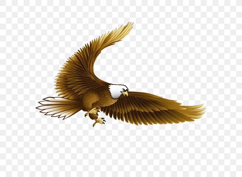 Bird Bald Eagle Hawk, PNG, 600x600px, Bird, Accipitriformes, Animal, Bald Eagle, Beak Download Free