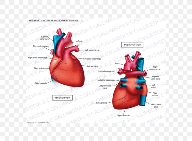 Braunwald's Heart Disease: Review And Assessment Heart Disease: A Textbook Of Cardiovascular Medicine Anatomy Cardiology, PNG, 600x600px, Watercolor, Cartoon, Flower, Frame, Heart Download Free