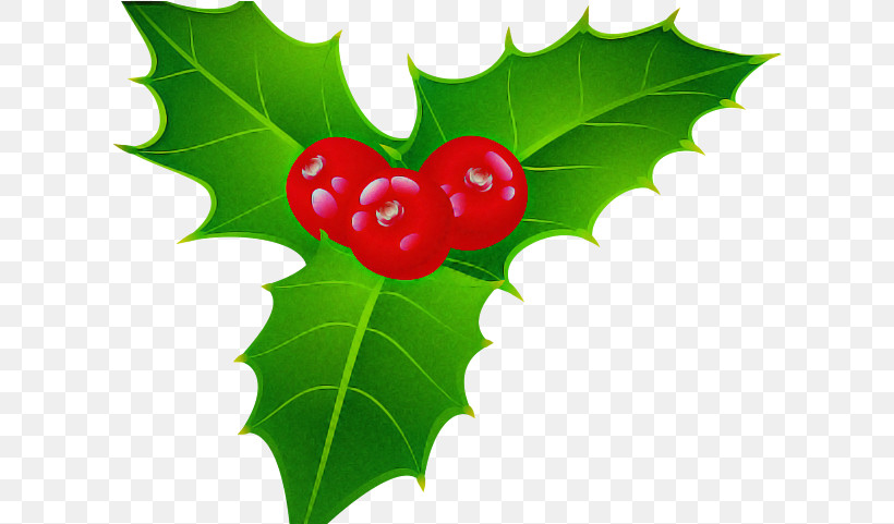 Holly, PNG, 615x481px, Leaf, American Holly, Flower, Holly, Hollyleaf Cherry Download Free