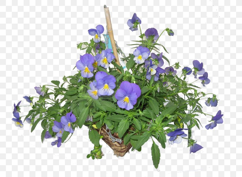 Pansy Hare Hatch Sheeplands Violet Bedding Flowerpot, PNG, 800x600px, Pansy, Annual Plant, Autumn, Basket, Bedding Download Free