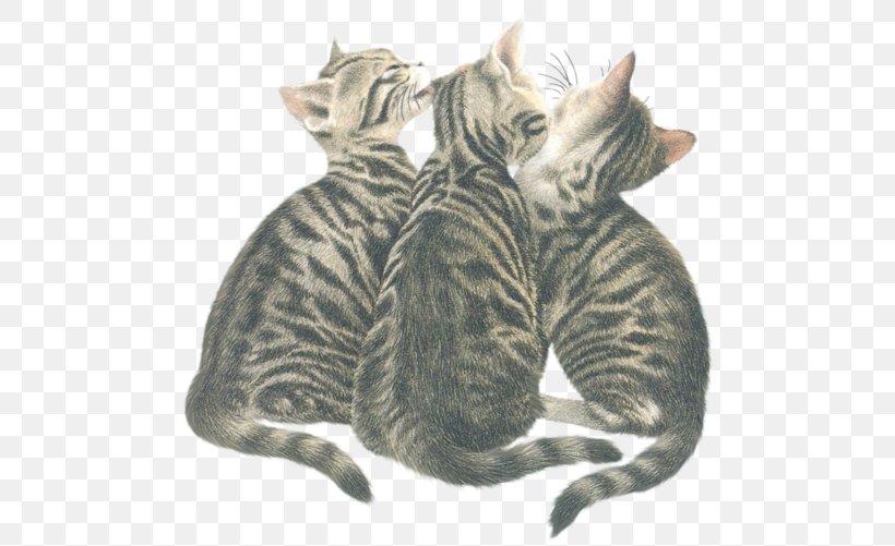 Dragon Li Tabby Cat California Spangled Toyger American Shorthair, PNG, 500x501px, Dragon Li, American Shorthair, Bengal Cat, California Spangled, Carnivoran Download Free