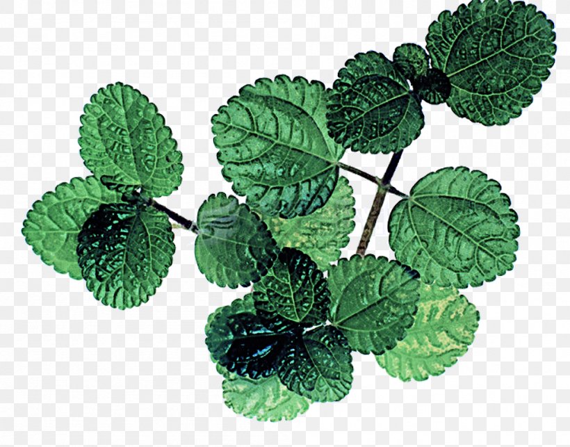 Leaf Plant Green Flower Mint, PNG, 999x784px, Leaf, Apple Mint, Flower, Flowering Plant, Green Download Free