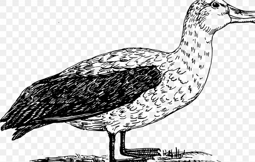 Seabird Gulls Albatross Drawing, PNG, 2280x1451px, Bird, Albatross, Beak, Bird Flight, Black And White Download Free