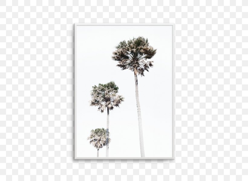 Asian Palmyra Palm Arecaceae Tree Houseplant Art, PNG, 476x600px, Asian Palmyra Palm, Arecaceae, Art, Borassus, Borassus Flabellifer Download Free