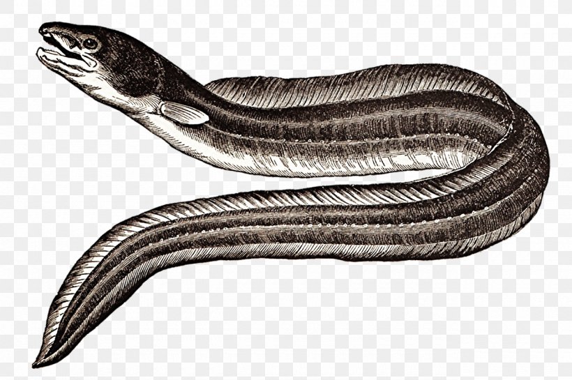 Conger Eel Sargasso Sea Drawing Moray Eel, PNG, 1280x852px, Eel, Conger Eel, Coral Reef Snakes, Drawing, Elapidae Download Free