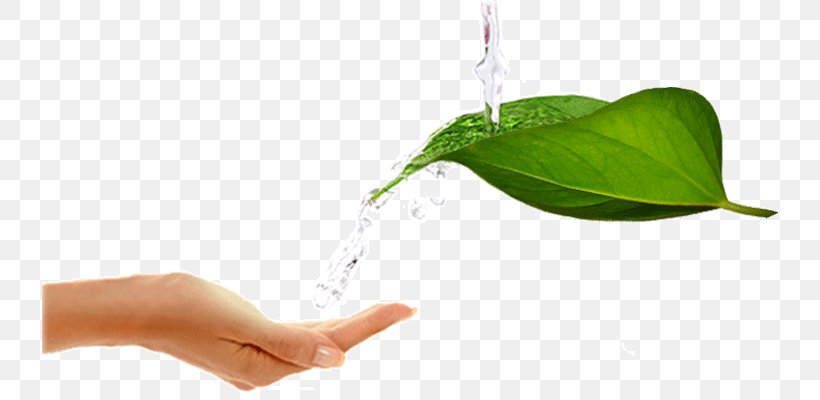 Leaf Water Testing Water Purification Water Treatment, PNG, 792x400px, Leaf, Environmentally Friendly, Green, Hand, Natural Environment Download Free