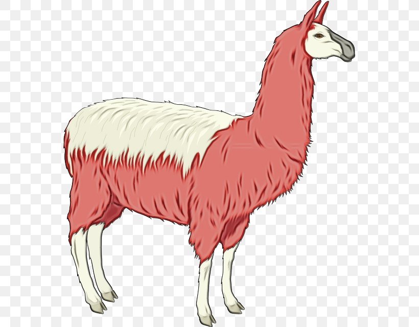 Llama Cartoon, PNG, 571x640px, Watercolor, Alpaca, Camelid, Drawing, Livestock Download Free