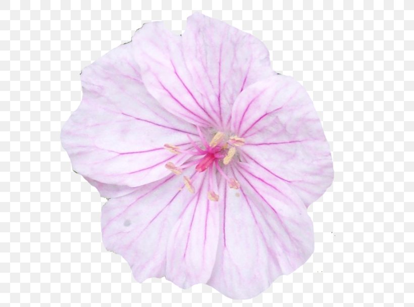 Pink Flowers Crane's-bill, PNG, 600x608px, Flower, Annual Plant, Crane Sbill, Deviantart, Flowering Plant Download Free