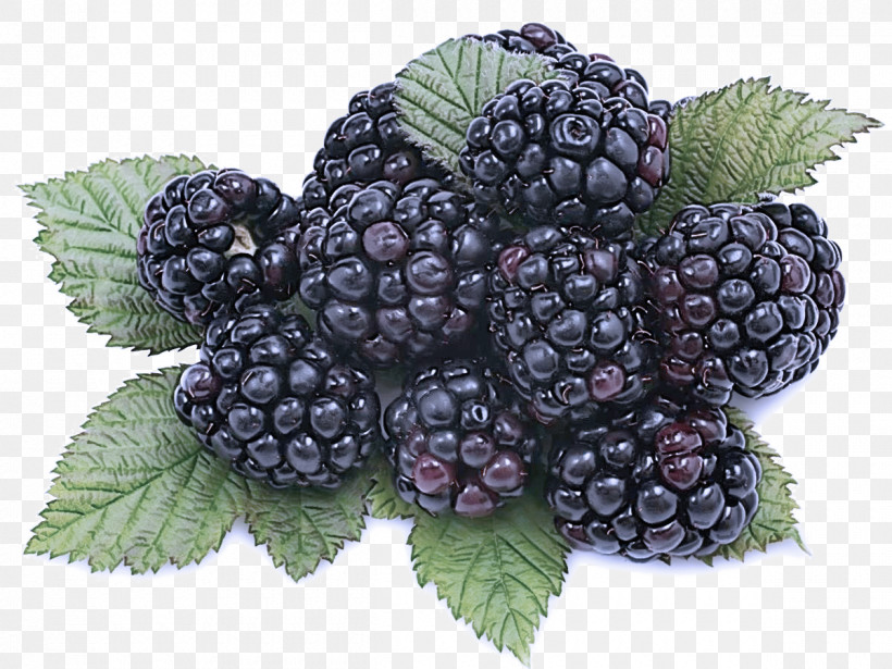 Blackberry Berry Plant Rubus Fruit, PNG, 1200x900px, Blackberry, Berry, Boysenberry, Bramble, Dewberry Download Free