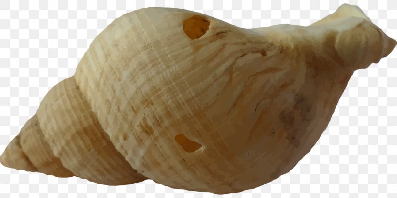 Clam Seashell, PNG, 1280x640px, Clam, Animal Figure, Beach, Public Domain, Sand Download Free