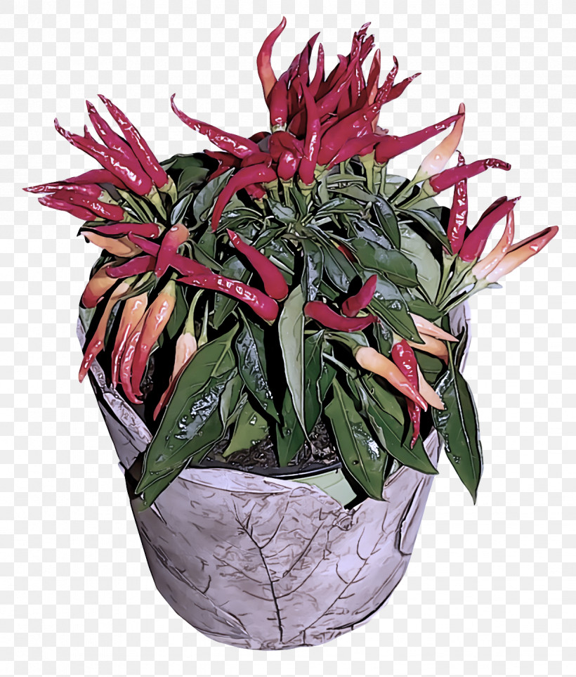 Cut Flowers Flowerpot Houseplant Peppers Bell Pepper, PNG, 1226x1440px, Cut Flowers, Bell Pepper, Flower, Flowerpot, Houseplant Download Free