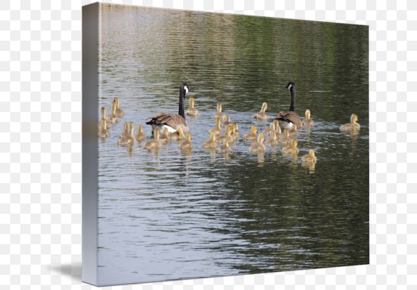 Duck Goose Water, PNG, 650x570px, Duck, Bird, Ducks Geese And Swans, Fauna, Goose Download Free