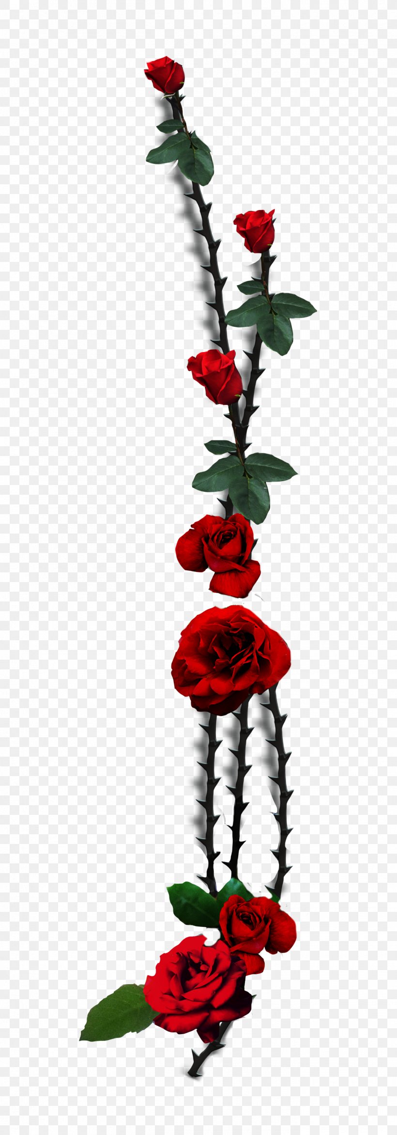 Garden Roses Thorns, Spines, And Prickles Flower Floral Design, PNG, 1355x3868px, Garden Roses, Cut Flowers, Flora, Floral Design, Flores De Corte Download Free