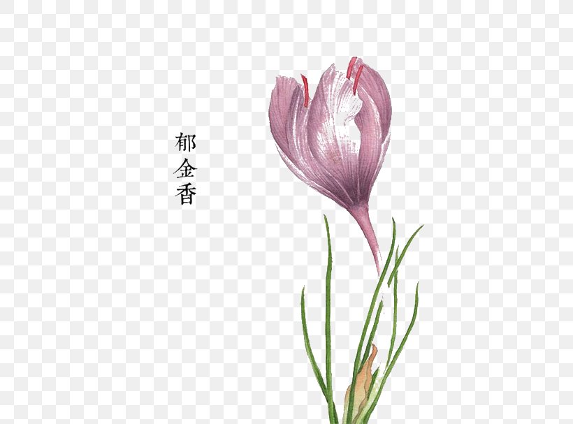 Pink Flowers Watercolor Painting Floral Design, PNG, 550x607px, Tulip, Bract, Color, Cut Flowers, Drawing Download Free