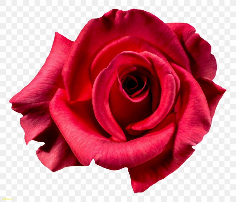 Centifolia Roses Garden Roses Flower Clip Art, PNG, 1600x1369px, Centifolia Roses, China Rose, Close Up, Cut Flowers, Floribunda Download Free