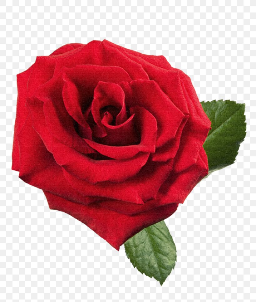 Garden Roses Clip Art Image, PNG, 800x968px, Rose, Artificial Flower, Black Rose, Botany, China Rose Download Free
