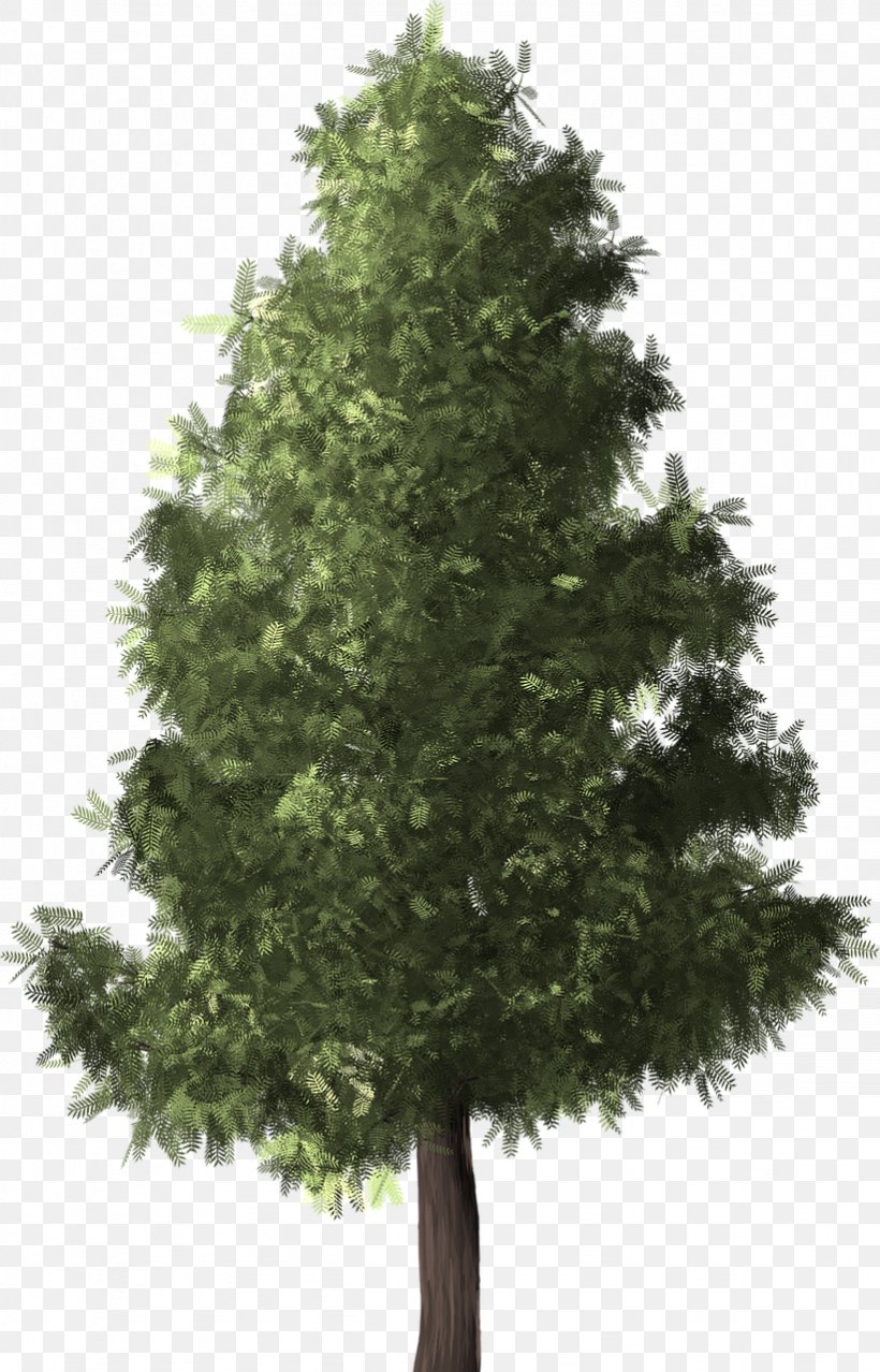 Silver Birch Tree Conifers Twig, PNG, 821x1280px, Silver Birch, Art, Biome, Birch, Christmas Tree Download Free