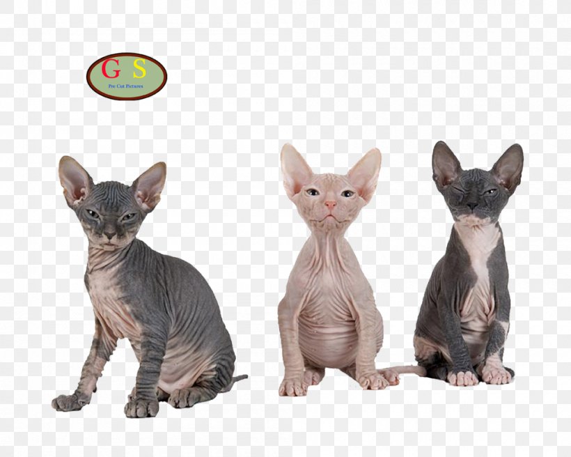 Sphynx Cat Donskoy Cat Bambino Cat Siamese Cat Kitten, PNG, 1000x800px, Sphynx Cat, Bambino Cat, Breed, Carnivoran, Cat Download Free