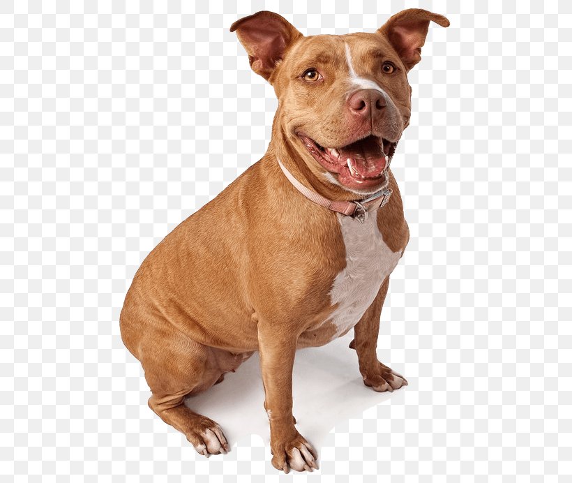 American Pit Bull Terrier Labrador Retriever, PNG, 500x692px, American Pit Bull Terrier, American Staffordshire Terrier, Breed, Bull, Bull Terrier Download Free