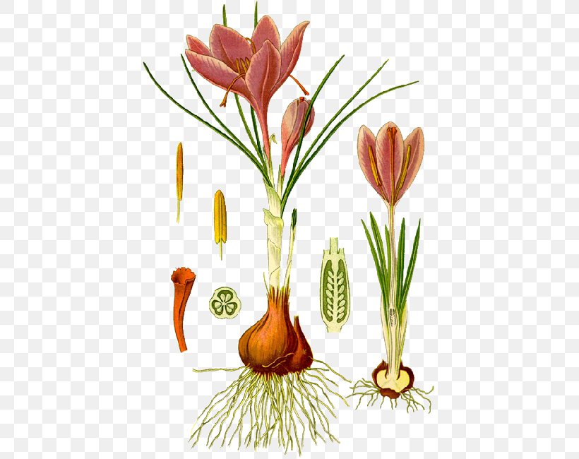 Autumn Crocus Botanical Illustration Botany Saffron Iris Family, PNG, 416x650px, Autumn Crocus, Botanical Illustration, Botany, Crocus, Crocus Vernus Download Free