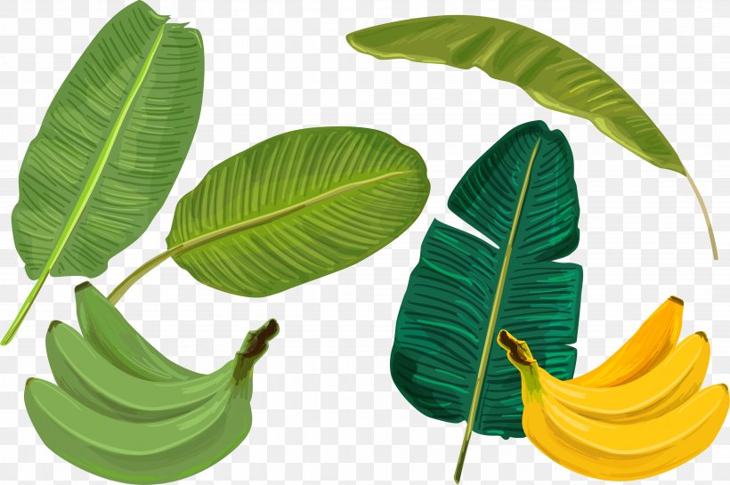 Banana Leaf, PNG, 4161x2767px, Banana Leaf, Art, Banana, Leaf, Organism Download Free
