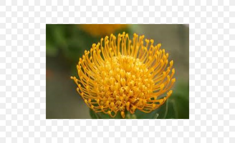 Leucospermum Sugarbushes Plant Cut Flowers Perianth, PNG, 500x500px, Leucospermum, Bract, Chrysanthemum, Chrysanths, Cut Flowers Download Free