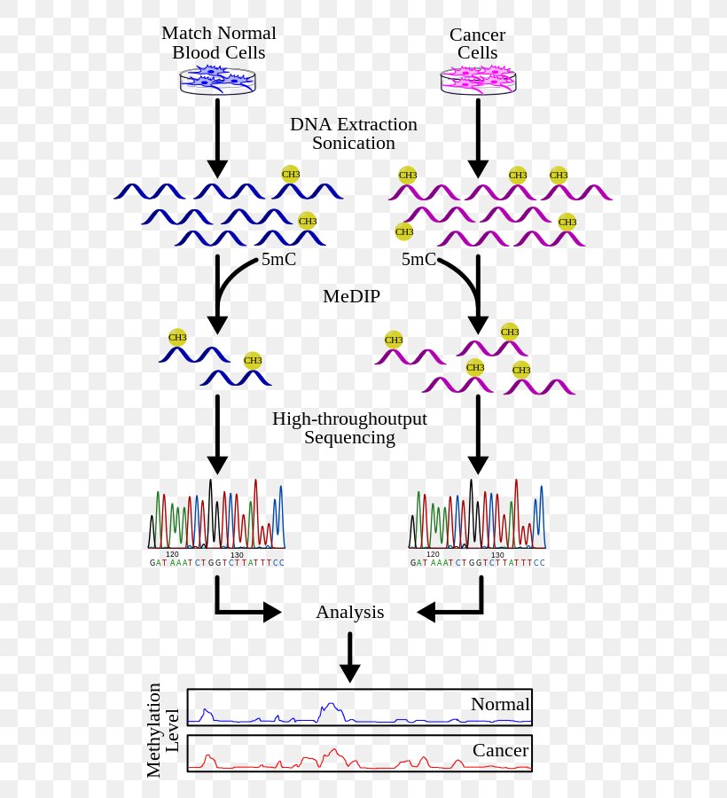 Methylated DNA Immunoprecipitation DNA Methylation DNA Sequencing, PNG, 600x900px, Methylated Dna Immunoprecipitation, Area, Bisulfite, Chipsequencing, Chromatin Download Free