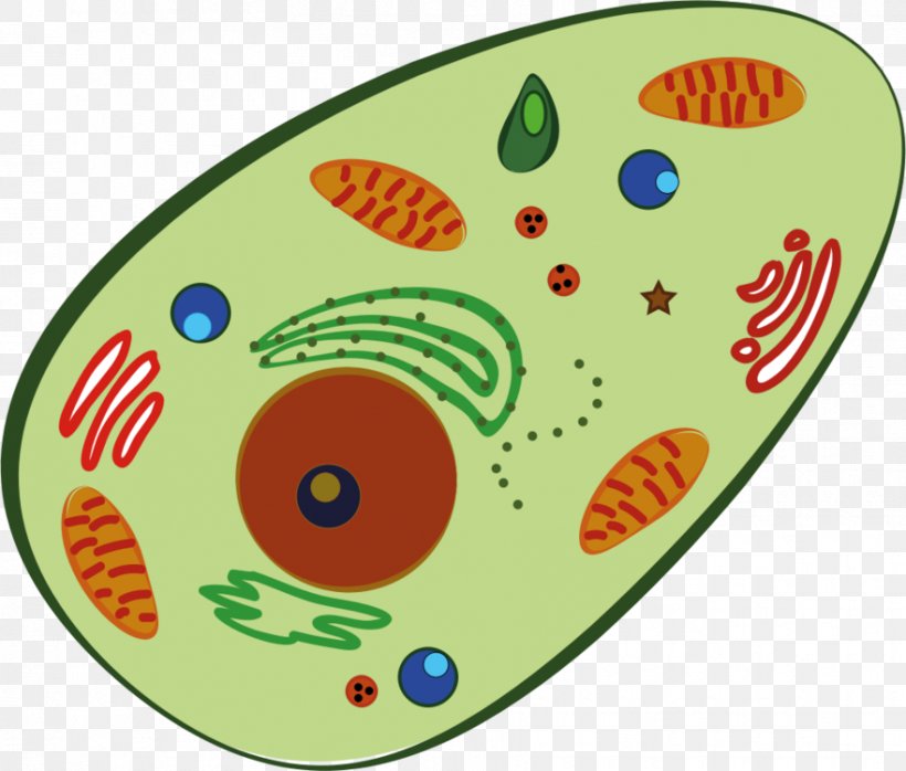 Plant Cell Clip Art Human Red Blood Cell, PNG, 881x750px, Cell, Area, Blood Cell, Cell Membrane, Cell Nucleus Download Free